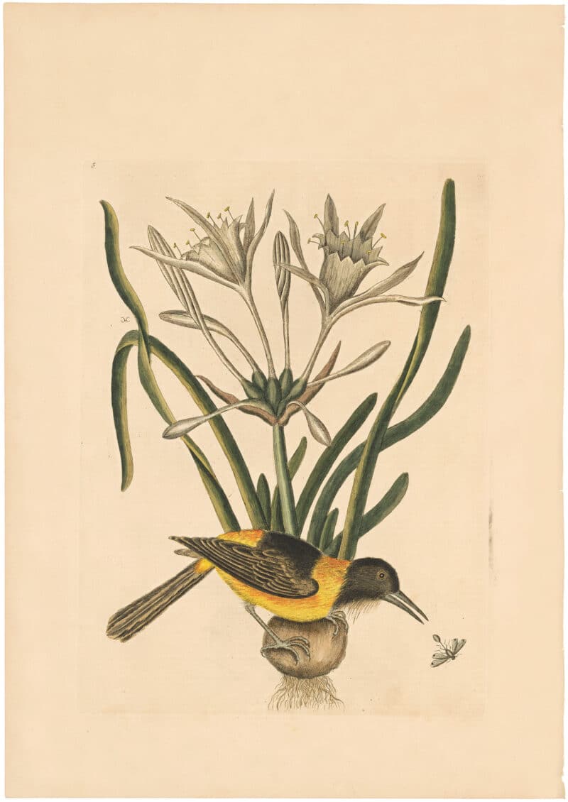 Catesby 1754, Appendix Pl. 5, The Yellow and Black Pye
