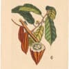 Catesby 1754, Appendix Pl. 6, The Cacao Tree
