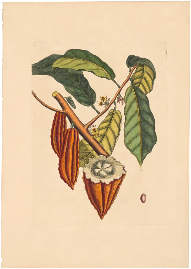 Catesby 1754, Appendix Pl. 6, The Cacao Tree