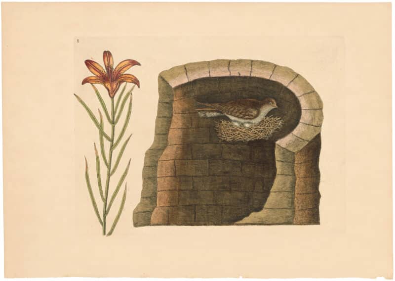 Catesby 1754, Appendix Pl. 8, The American Swallow