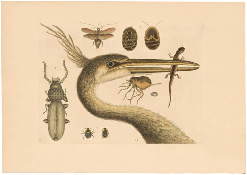 Catesby 1754, Appendix Pl. 10, The Largest Crested Heron