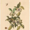 Catesby 1754, Appendix Pl. 13, Silky Camellia