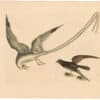 Catesby 1754, Appendix Pl. 14, The Tropic Bird