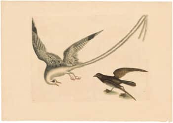 Catesby 1754, Appendix Pl. 14, The Tropic Bird
