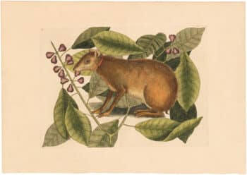 Catesby 1754, Appendix Pl. 18, The Java Hare