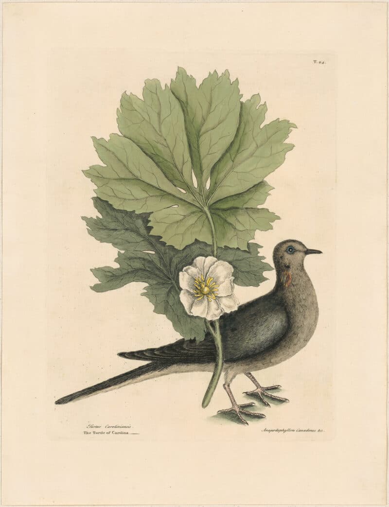Catesby 1771, Vol. 1 Pl. 24, The Turtle of Carolina