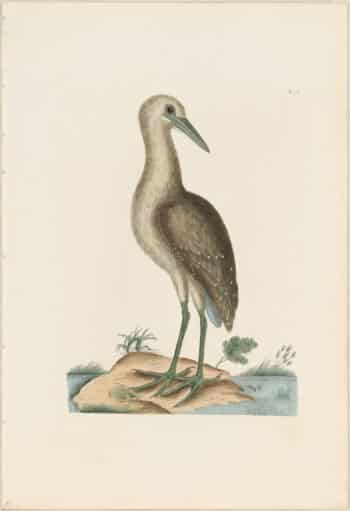 Catesby 1771, Vol. 1 Pl. 78, The Brown Bittern