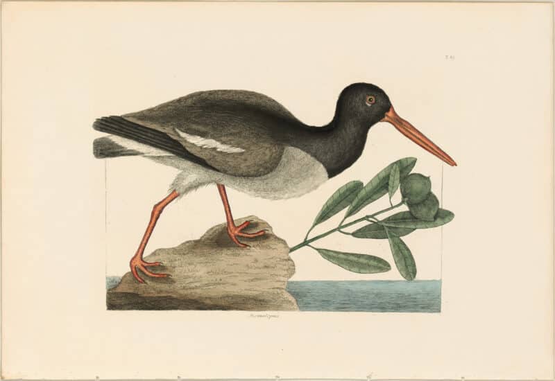Catesby 1771, Vol. 1 Pl. 85, The Oyster-Catcher