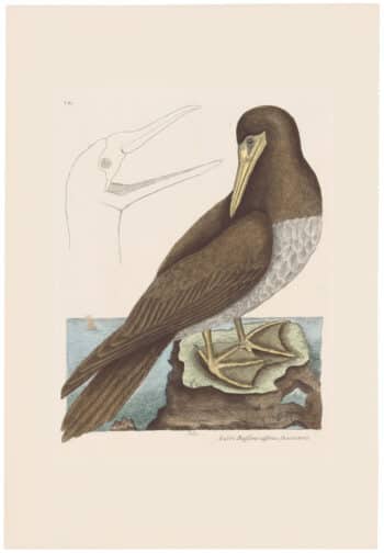 Catesby 1771, Vol. 1 Pl. 87, The Booby