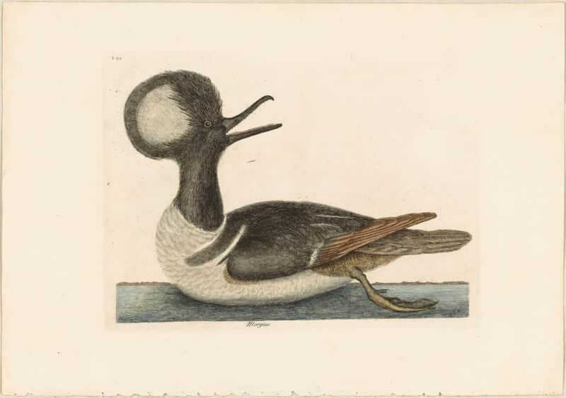 Catesby 1771, Vol. 1 Pl. 94, The Round Crested Duck