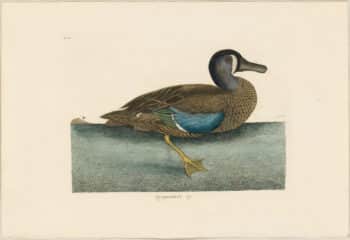 Catesby 1771, Vol. 1 Pl. 100, The White Faced Teal