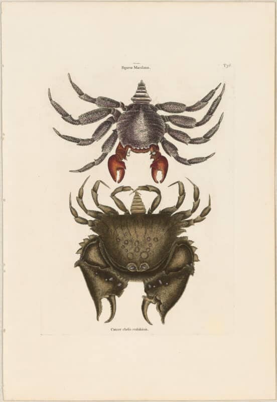 Catesby 1771, Vol. 2 Pl. 36, The Red Mottled Rock-Crab