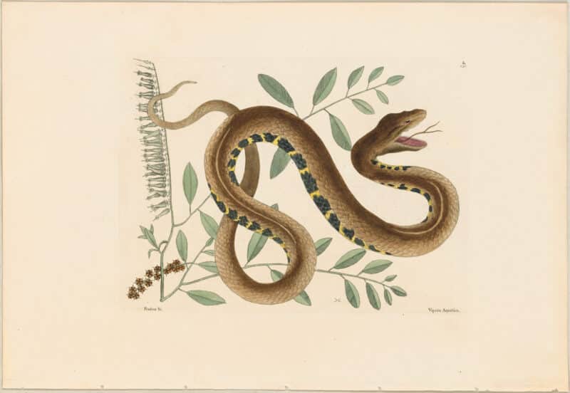 Catesby 1771, Vol. 2 Pl. 43, The Water Viper