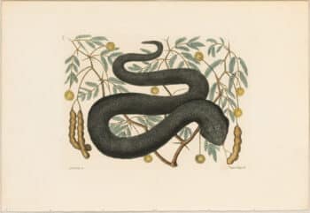 Catesby 1771, Vol. 2 Pl. 44, The Black Viper