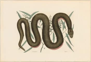 Catesby 1771, Vol. 2 Pl. 46, The Copper-bellied Snake