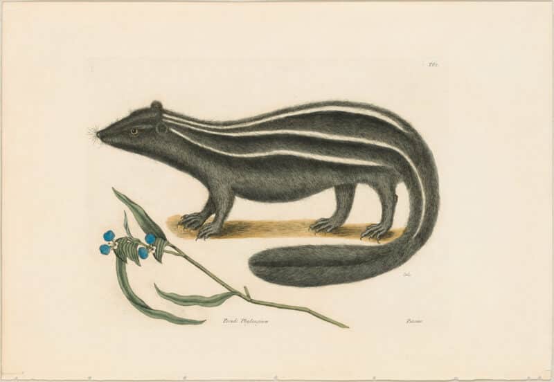 Catesby 1771, Vol. 2 Pl. 62, The Pole Cat