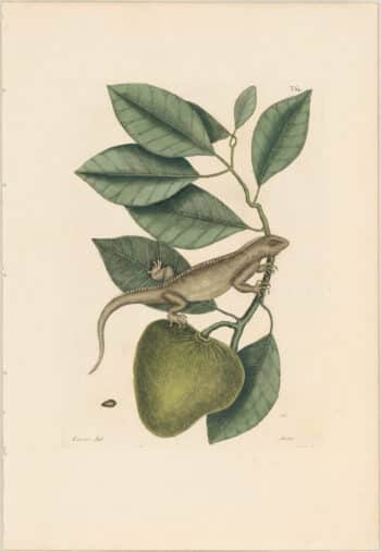 Catesby 1771, Vol. 2 Pl. 64, The Guana