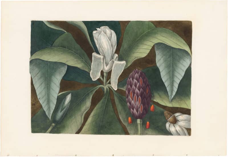 Catesby 1771, Vol. 2 Pl. 80, The Umbrella Tree
