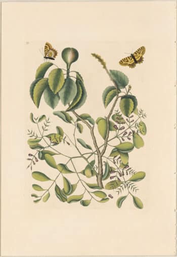 Catesby 1771, Vol. 2 Pl. 95, The Mancaneel Tree