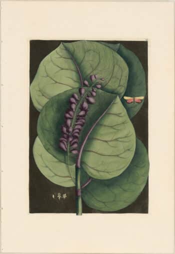 Catesby 1771, Vol. 2 Pl. 96, The Mangrove Grape Tree