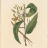 Catesby 1771, Appendix Pl. 7, Vanilla