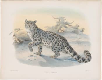 Elliot Pl. 4, Snow Leopard