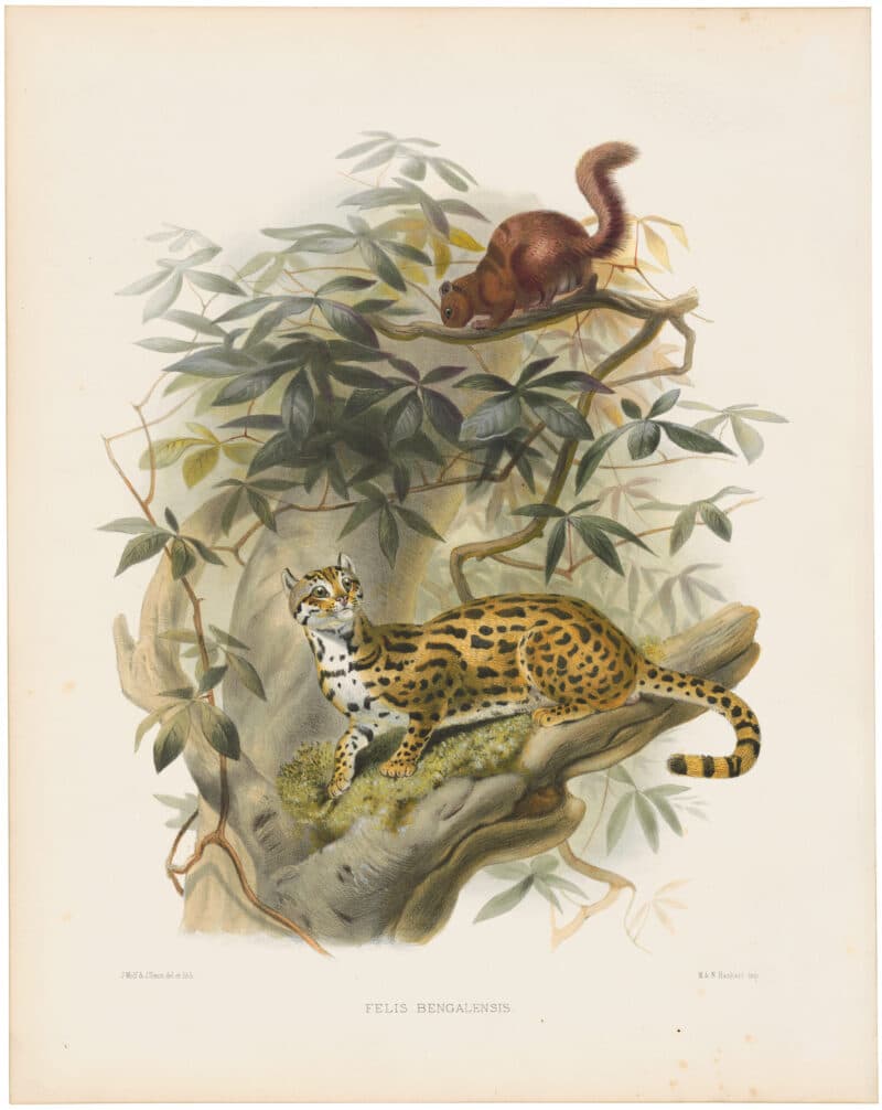 Elliot Pl. 21, The Bengal Leopard Cat