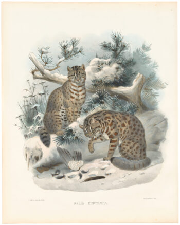 Elliot Pl. 27, The Bushy-tailed Red-spotted Cat