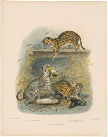 Elliot Pl. 28, The Little Red-spotted Cat