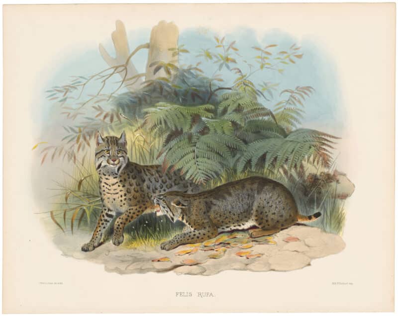 Elliot Pl. 40, The Bay Lynx, American Wild Cat