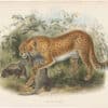Elliot Pl. 43, Cheetah, Hunting Leopard