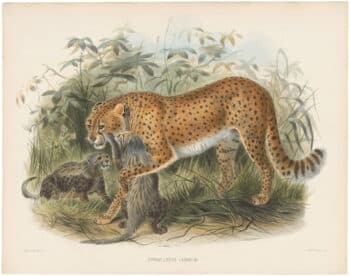 Elliot Pl. 43, Cheetah, Hunting Leopard