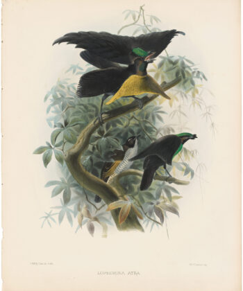 A Monograph of the Birds of Paradise - Antique Originals