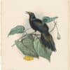 Elliot Pl. 17, Wattled Bird of Paradise