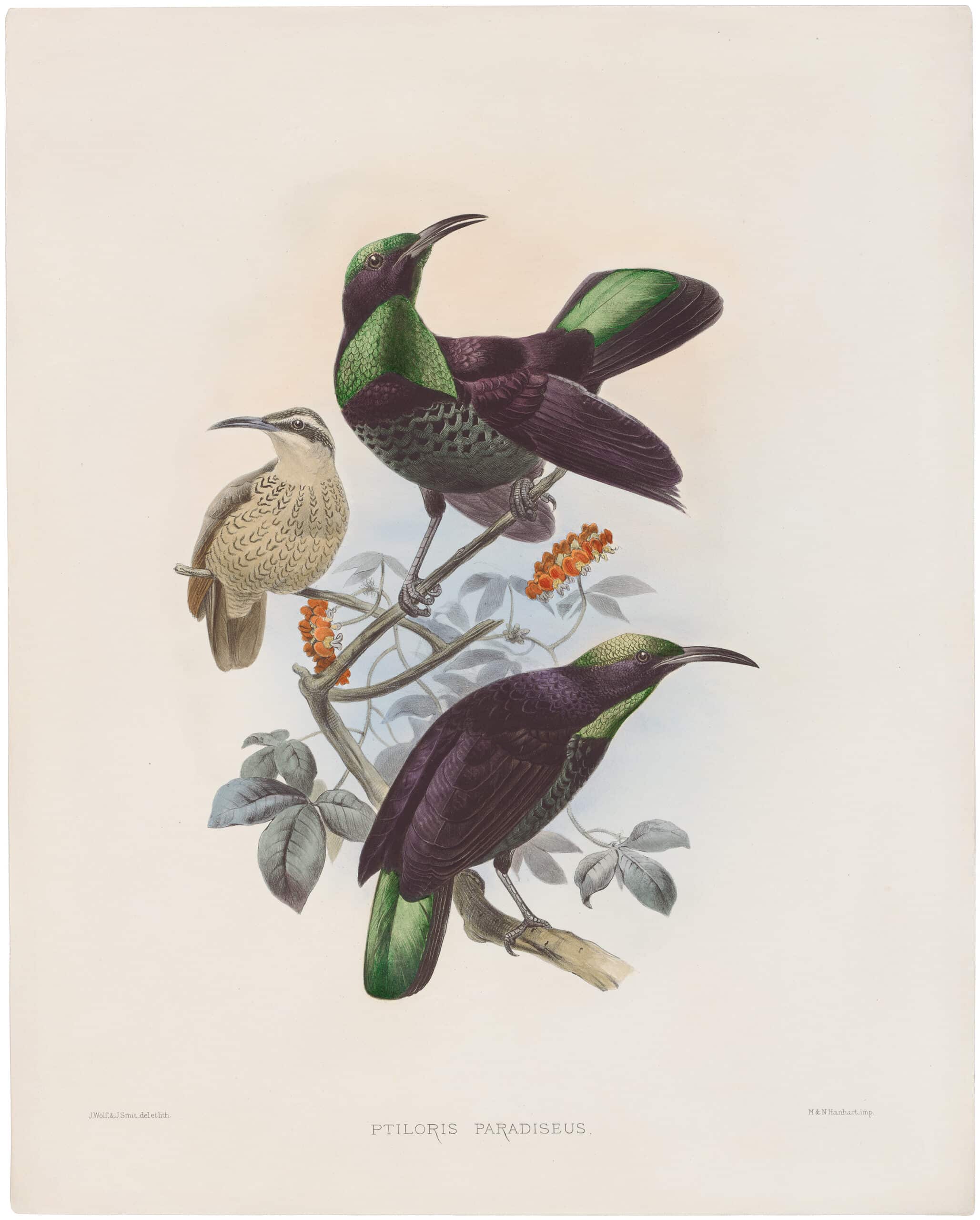 Elliot Pl. 25, Paradise Rifle-bird | A Monograph of the Birds of ...