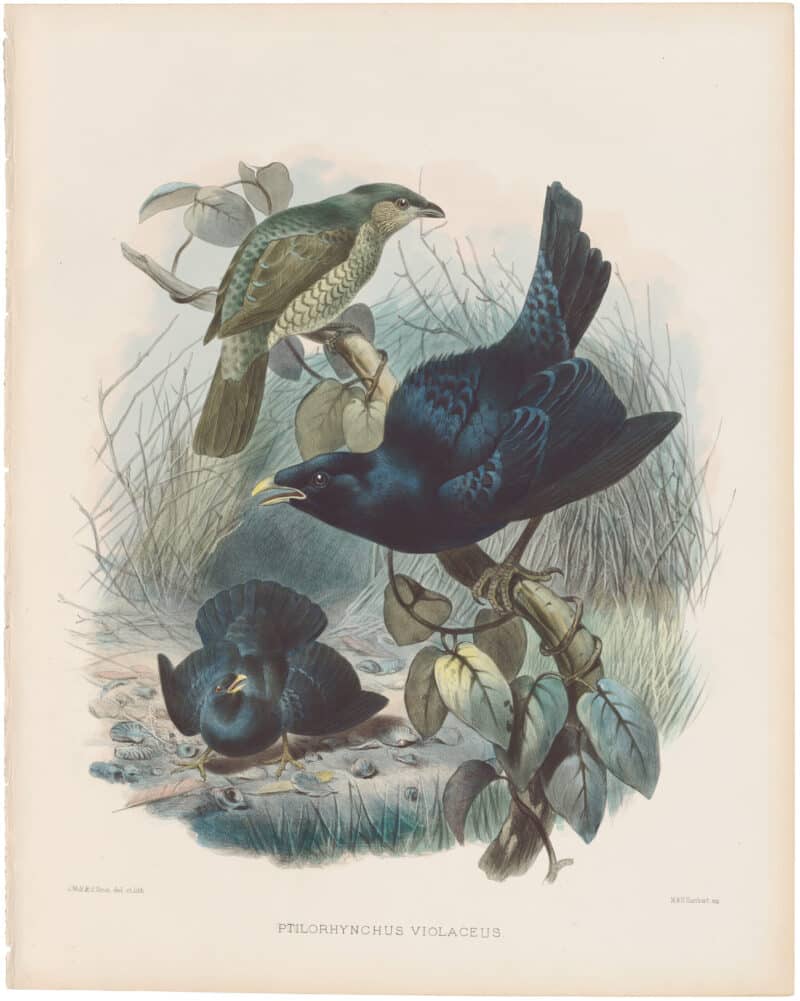 Elliot Pl. 28, Satin Bower-bird