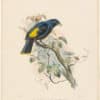 Elliot Pl. 29, Rawnsley's Bower-bird