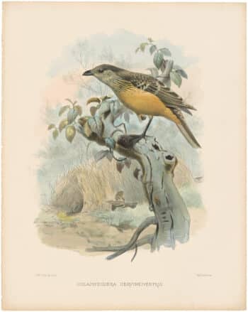 Elliot Pl. 32, Buff-breasted Bower-bird