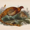 Elliot Pl. 2, Soemmerring's Pheasant