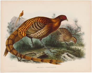 Elliot Pl. 2, Soemmerring's Pheasant