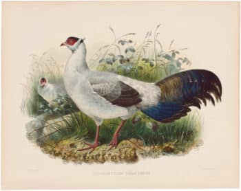 Elliot Pl. 4, Hodgson's Eared Pheasant