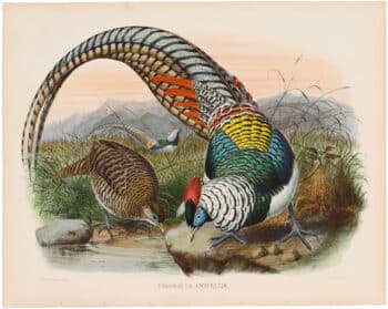 Elliot Pl. 8, Lady Amhearst's Pheasant
