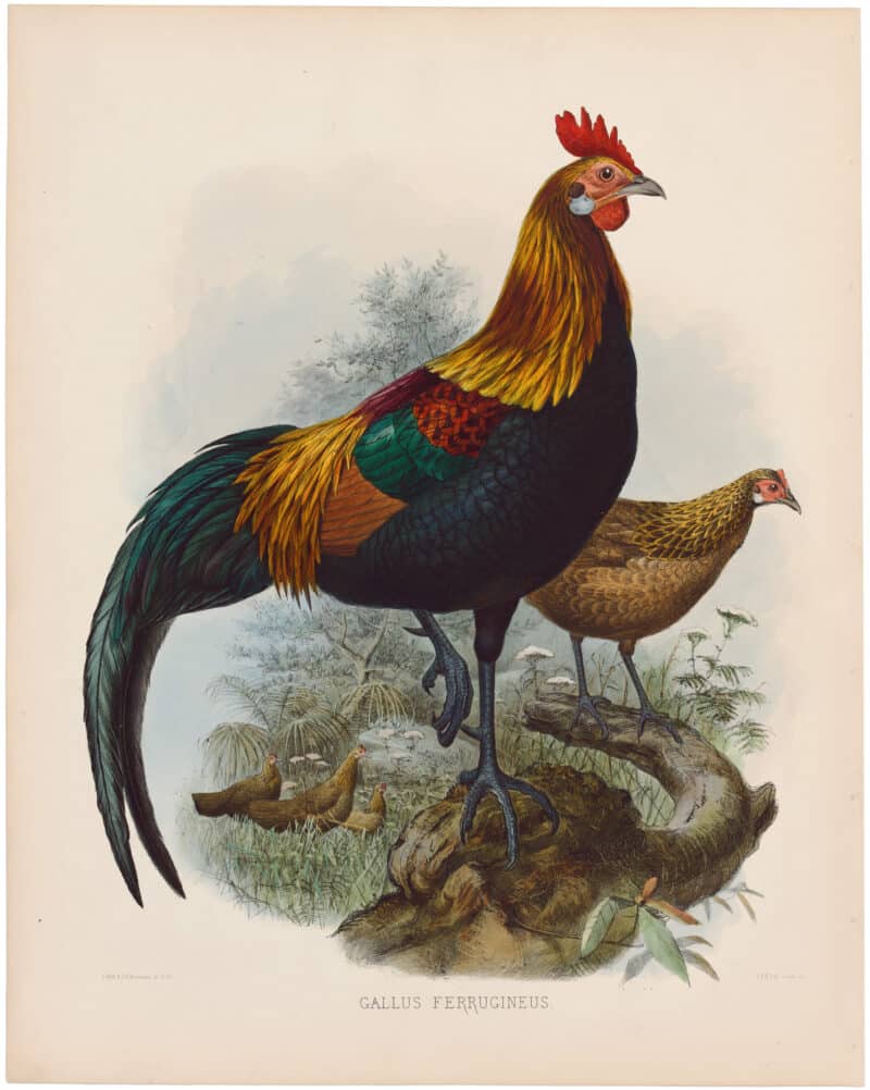 Elliot Pl. 9, Red Jungle-Fowl
