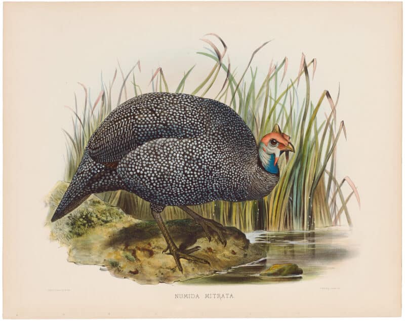 Elliot Pl. 14, Tiara'd Guinea-Fowl