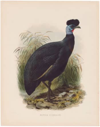 Elliot Pl. 15, Verreaux's Guinea-Fowl
