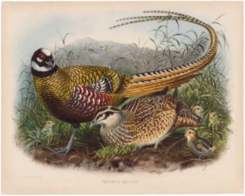 Elliot Pl. 18, Reeve's Pheasant