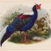 Elliot Pl. 19, Swinhoe's Pheasant