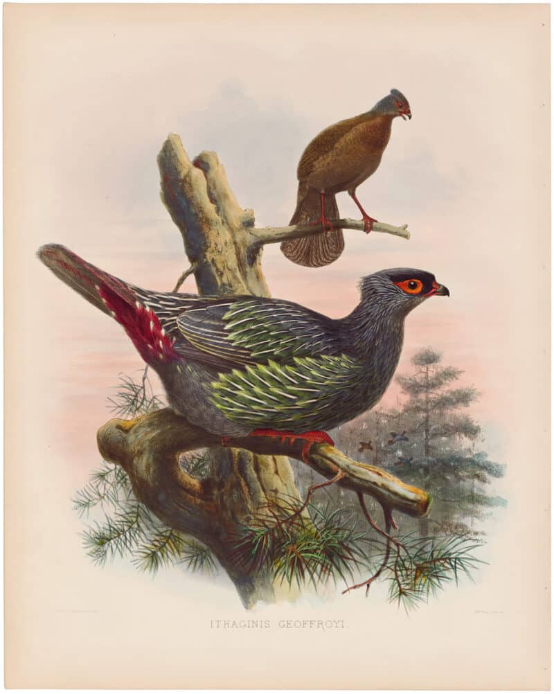 Elliot Pl. 24, Geoffroy's Blood-Pheasant