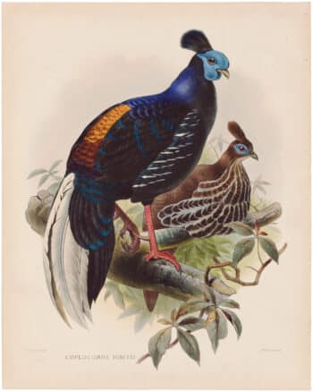 Elliot Pl. 25, Fireback Pheasant