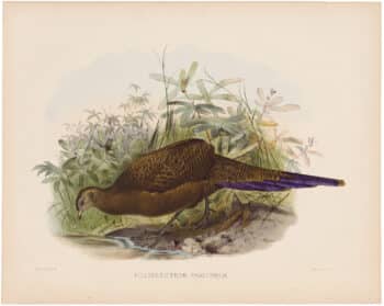 Elliot Pl. 28, Common Guinea-Fowl